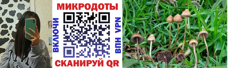 закладка  Кохма  Галлюциногенные грибы Psilocybine cubensis 